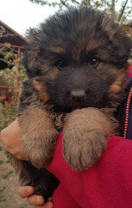 Femelute ciobanesc german par lung,cu pedigree foto