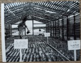 Institutul Silvic Stefanesti, Ilfov// fotografie de presa
