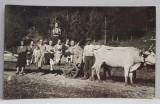 GRUP DE ORASENI PE UN CAR CU BUSTENI , TRAS DE BOI , FOTOGRAFIE MONOCROMA, PE HARTIE CRETATA , PERIOADA INTERBELICA