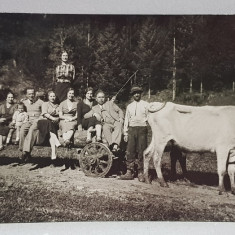 GRUP DE ORASENI PE UN CAR CU BUSTENI , TRAS DE BOI , FOTOGRAFIE MONOCROMA, PE HARTIE CRETATA , PERIOADA INTERBELICA