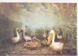 bnk cp Tulcea - Muzeul Delta Dunarii - Diorama colonie de pelicani - necirculata