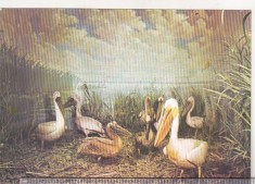 bnk cp Tulcea - Muzeul Delta Dunarii - Diorama colonie de pelicani - necirculata