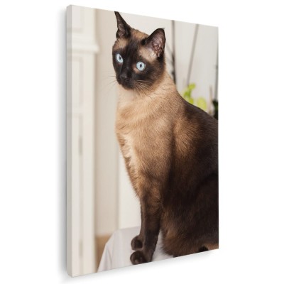 Tablou pisica siameza maro pisici Tablou canvas pe panza CU RAMA 20x30 cm foto