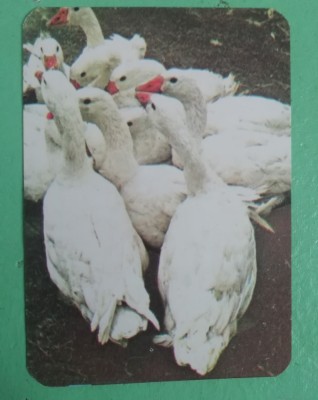 C9 5 - 1979 - Calendar de buzunar - reclama produse avicole foto