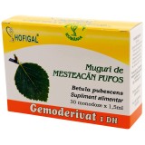 Gemoderivat muguri mesteacan pufos 1,5ml*30mdz, Hofigal