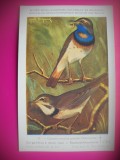 HOPCT 6292 LUSCINIA SUECICA GAETKEI -PASARI DE APA -FAUNA EUROPA-CP CHROMO LITHO -MUZEUL REGAL STIINTE NATURALE BELGIA-NECIRCULATA, Printata