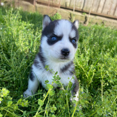 Vand Husky siberian ochi albastri