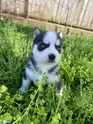 Vand Husky siberian ochi albastri foto