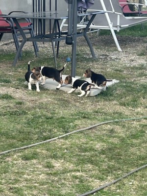 Căței Beagle tricolor foto