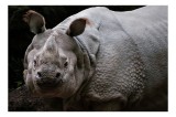 Tablou Canvas, "Unicornul pădurilor tropicale asiatic", Rhino, Armored, Powerful, Majestic, Gaze, 39 x 26 cm, CMCLASS