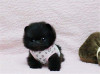 Catelusi pomeranian alb-negru