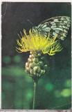 bnk cp Fauna - fluturi - necirculata