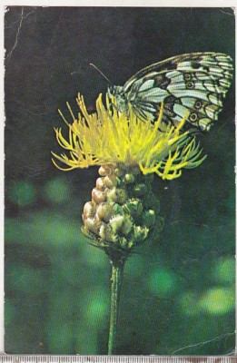 bnk cp Fauna - fluturi - necirculata foto