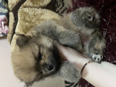Pui pomeranian foto