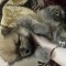Pui pomeranian