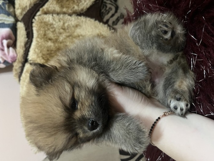 Pui pomeranian