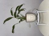 Set 6 suporturi metalice pentru ghivece / plante, albe (NOI, &icirc;n cutie)