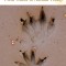 A Field Guide to Animal Tracks