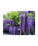 Glicina Mov (Wisteria sinensis) 10-20cm, Rădăcină Liberă - Plantă Cataratoare Parfumata, Pergole &amp; Garduri
