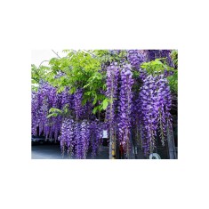 Glicina mov (Wisteria sinensis) 10-20 cm , radacina libera