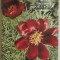 Teresia B. Tataru - Terminologia botanica crestina la poporul roman