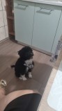 Donez pui catel bichon havanez