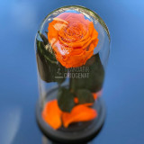 Cumpara ieftin Trandafir Criogenat portocaliu &Oslash;6,5cm in cupola de sticla