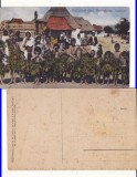 Dobrogea -Tigani, paparude - tipuri- rara