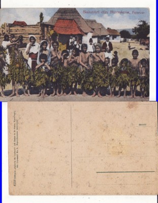 Dobrogea -Tigani, paparude - tipuri- rara foto