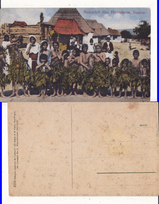 Dobrogea -Tigani, paparude - tipuri- rara