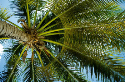 Autocolant Sub palmier, 220 x 135 cm foto