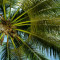 Fototapet de perete autoadeziv si lavabil Sub palmier, 400 x 250 cm