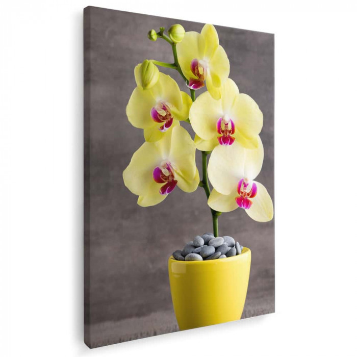 Tablou floare orhidee galbena Tablou canvas pe panza CU RAMA 60x80 cm