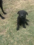 De vanzare puii de labrador