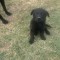 De vanzare puii de labrador