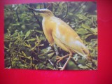 HOPCT 14856 STARC GALBEN- ARDEOLA RALLOIDES -- PASARI -FAUNA - -NECIRCULATA