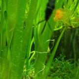 Vallisneria gigantea &ndash; Eleganță naturală pentru acvariul tău de apă dulce