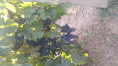 Struguri merlot foto