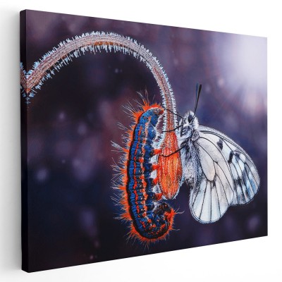 Tablou fluture alb si omida, mov, portocaliu, alb 1621 Tablou canvas pe panza CU RAMA 40x60 cm foto