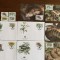 jamaica - repttile - serpi - serie 4 timbre MNH, 4 FDC, 4 maxime, fauna wwf