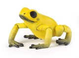 Papo Figurina Broscuta Otravitoare Galbena, Animale Salbatice