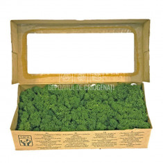 Licheni Decorativi Stabilizati 500gr - Verde Inchis (Verdissimo)