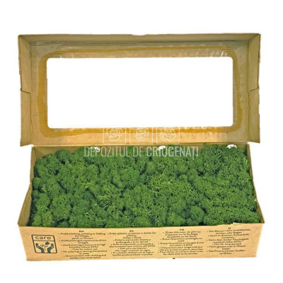 Licheni Decorativi Stabilizati 500gr - Verde Inchis (Verdissimo) foto