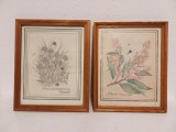 Lot 2 tablouri print pe hartie, cu flori si insecte, rama lemn si sticla