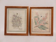 Lot 2 tablouri print pe hartie, cu flori si insecte, rama lemn si sticla