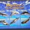 GRENADA C &amp;PM. - Balene din Caraibe - FAUNA, 6 V. IN 1 M/SH, NEOB. - GG 011