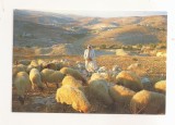 FA145 -Carte Postala - ISRAEL - Bethlehem. Shepherd's Field, necirculata