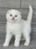 Pisoi cu ochi albaștri, Scottish Fold, cu Pedigree, Carnet de Sanatate
