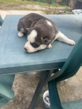 Pui de husky