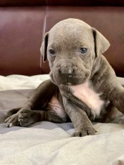 Vand pui amstaff foto